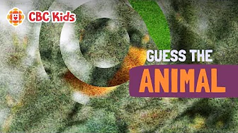 Guess This Red-Breasted Bird | CBC Kids