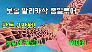 🐢🐠 🏊🌴[보홀 #3] 단돈 💰3만원! 발리카삭 종일 프라이빗 투어 ✈️ | 프리다이빙🥽 | 프라이빗 투어