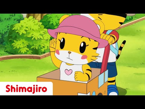 All Aboard The Hannah Bus! - | Family | Brother & Sister  | Shimajiro Animation
