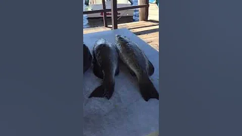 Tampa