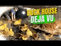 Duck House Build – here&#39;s where I clue in that when Coral gets a new animal, I get a new project!