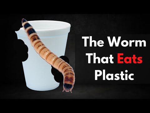 Scientists Discover Superworm Eats Plastic | Zophobas Morio