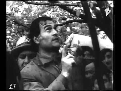 რა გინდოდა ხეზე