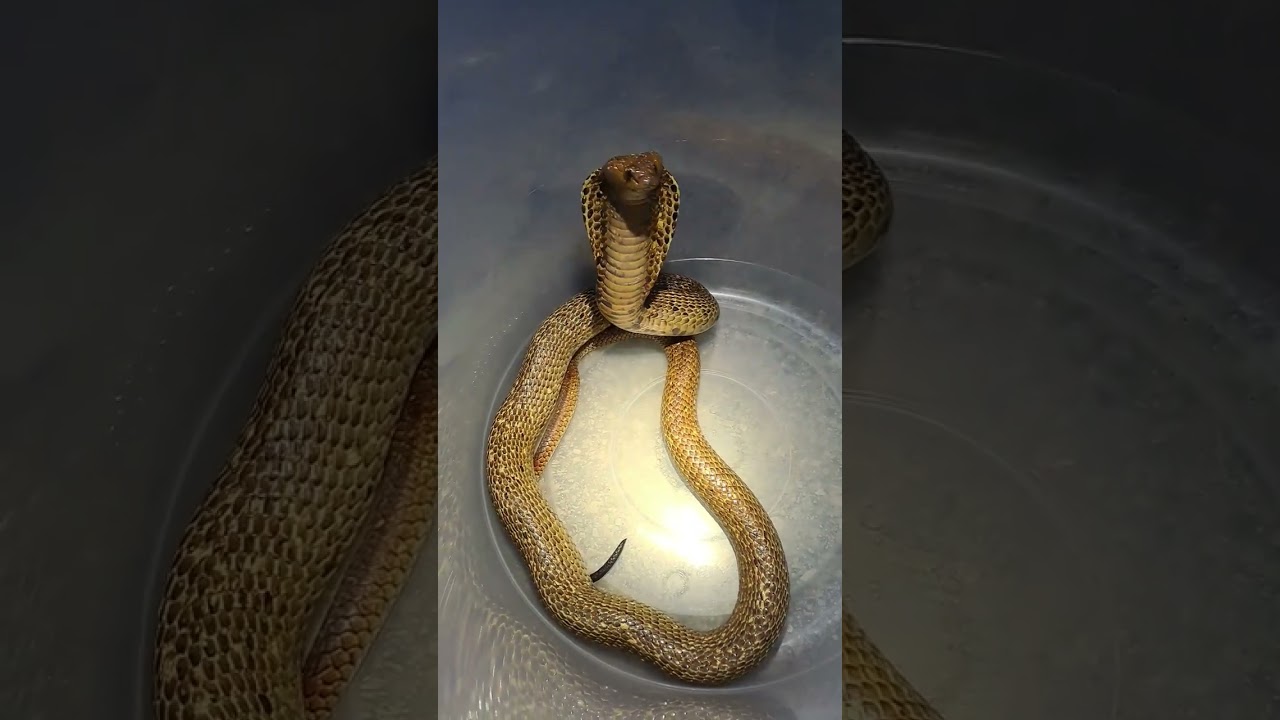 Deadly Cape Cobra found inside someone's roof!!!