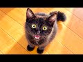 家に帰ると子猫が毎日お出迎えしてくれるようになりましたのサムネイル