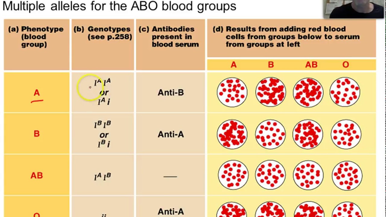 Второй фенотип группы крови