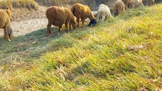 Cute and Beautiful Sheep || Land of Beauty || Peaceful Nature Video || 4K Beautiful Places