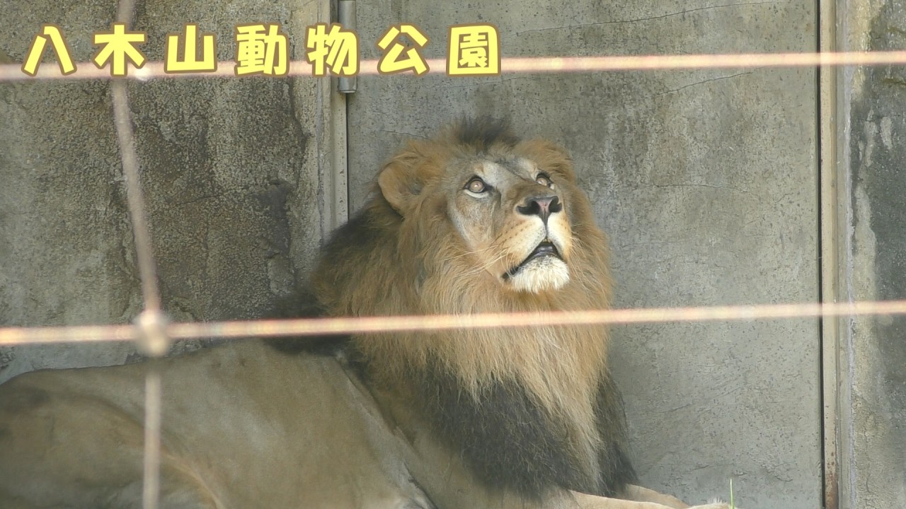 八木山動物公園】 ライオンのサン（260709） - YouTube