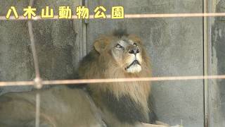 八木山動物公園】 ライオンのサン（260709） - YouTube