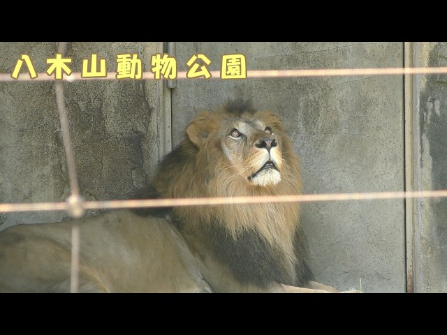 八木山動物公園】 ライオンのサン（260709） - YouTube
