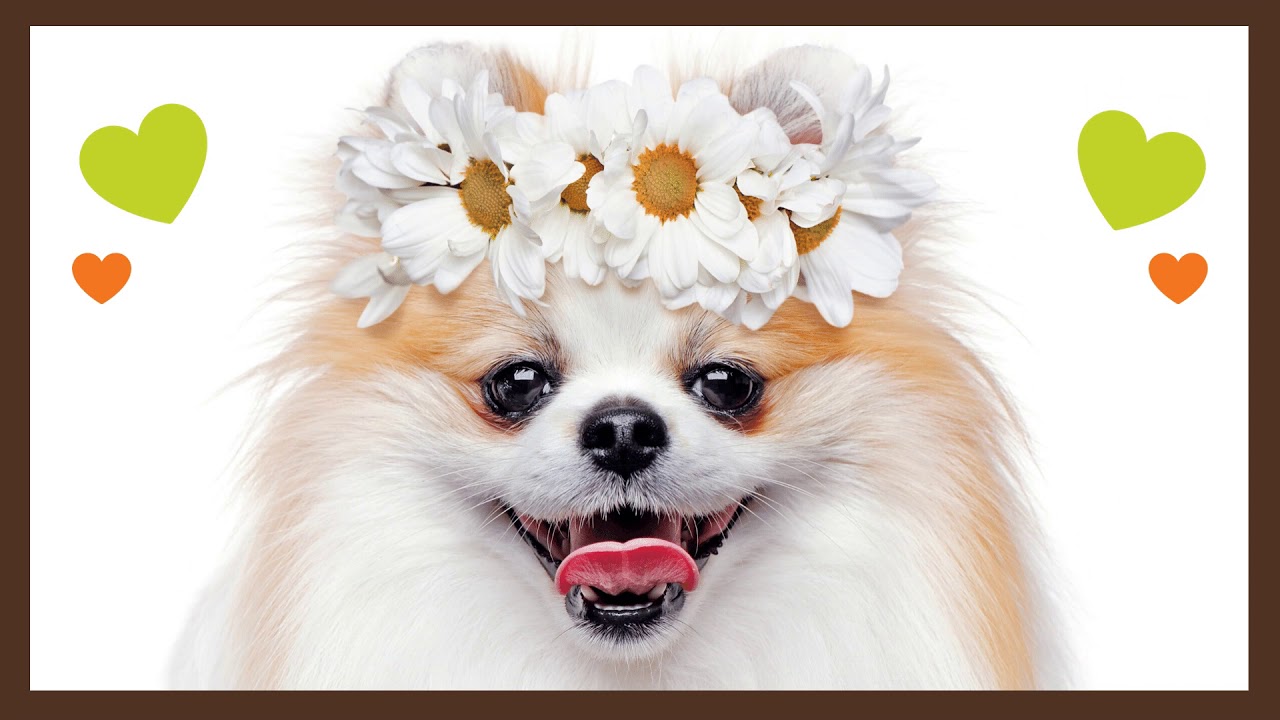 🐶 Petland Murfreesboro Has The Best Pups!