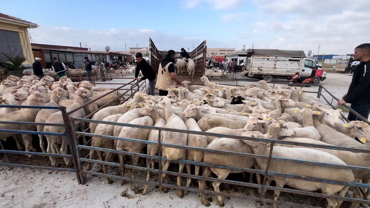 TORBALI HAYVAN PAZARINDA KURBANLIK FİYATLARI