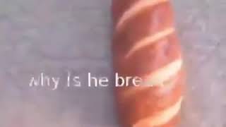 dog turns into bread