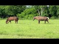 Horsy Sleepover - Buddy & Belle Grazing Together