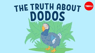 the real reason dodo birds went extinct leon claessens