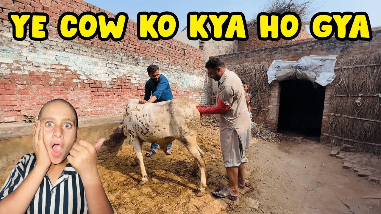 Ye Cow Ko Kya Ho Gya