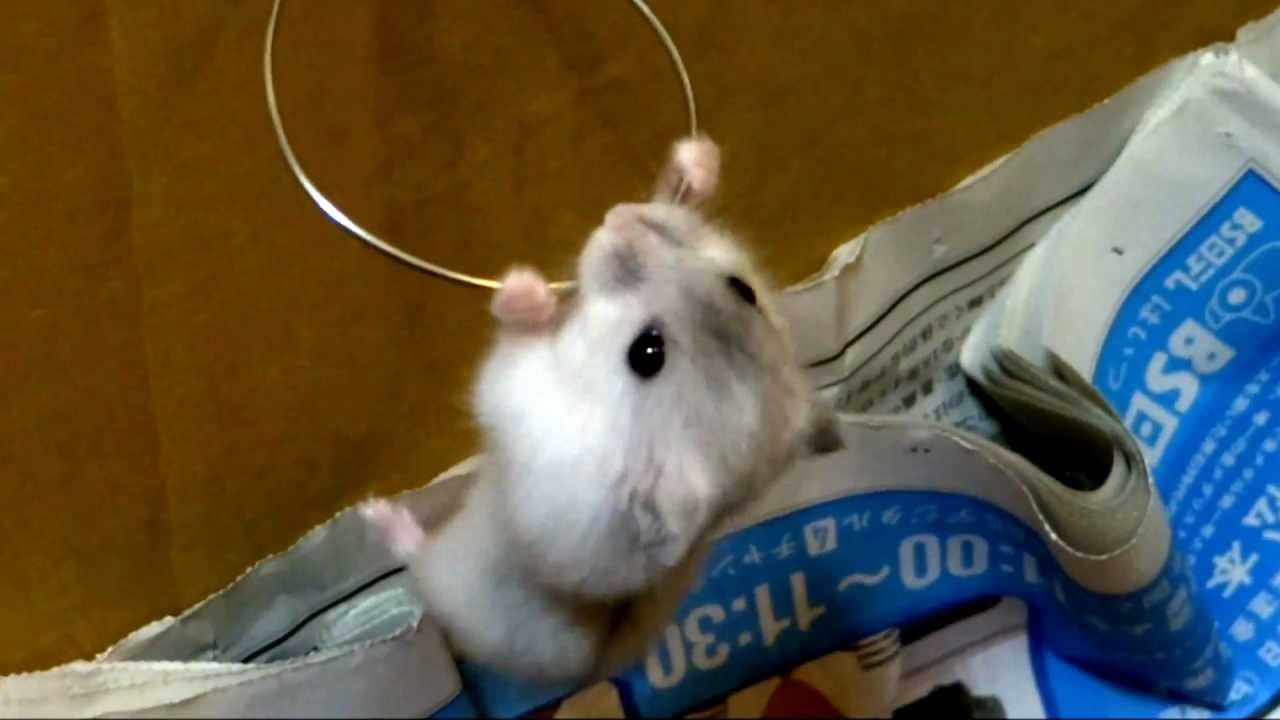 ジャンプ 鉄棒 ハムスター Jump Iron Bar Hamster Youtube