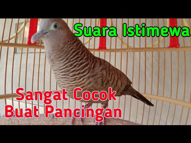 Perkutut Gacor Suara Besar Sangat Istimewa Cocok Buat Pancingan class=