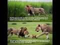 Wild Wonders: Crazy Lion roaming After Arrival of Summer Rains
