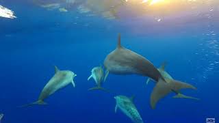 Atlantic Spotted dolphins