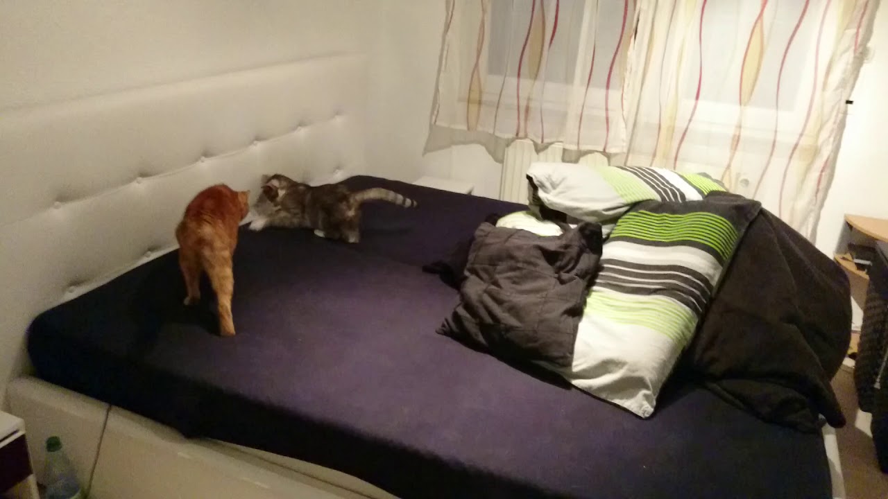 Spielen am Morgen und der Tag ist gerettet