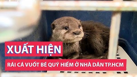 Rái cá vuốt bé quý hiếm xuất hiện trước nhà dân ở Thủ Đức