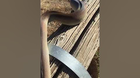 Meet Olive Oyle my Olive python