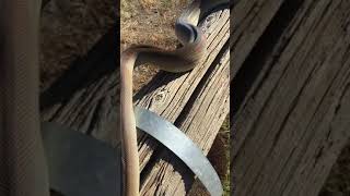 Meet Olive Oyle my Olive python