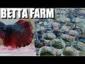 BETTA FIGHTING FISH PASSION: From 1 to 10,000 - The Best in Vietnam? Kyle Le
