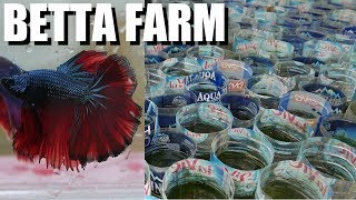 BETTA FISH PASSION: From 1 to 10,000 - The Best in Vietnam? Kyle Le
