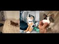 Why The Aussie Dog Is The Best Dog, Change My Mind.....TIKTOK の動画、YouTube動画。