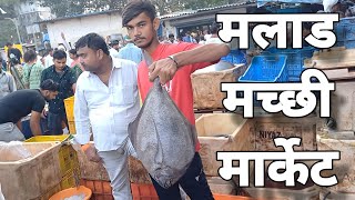 मुंबई का सबसे सस्ता मच्छी मार्केट Malad Fish Market Price & Quality Update 2023 #maladfishmarket