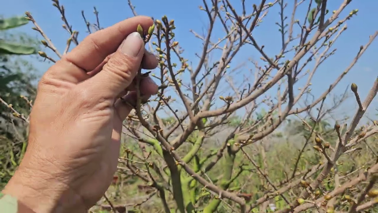 Cần làm gì sau khi lặt lá mai