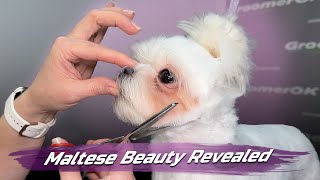 How to Groom a Maltese | Mastering the Art of Maltese Dog Grooming | Unleash the Beauty