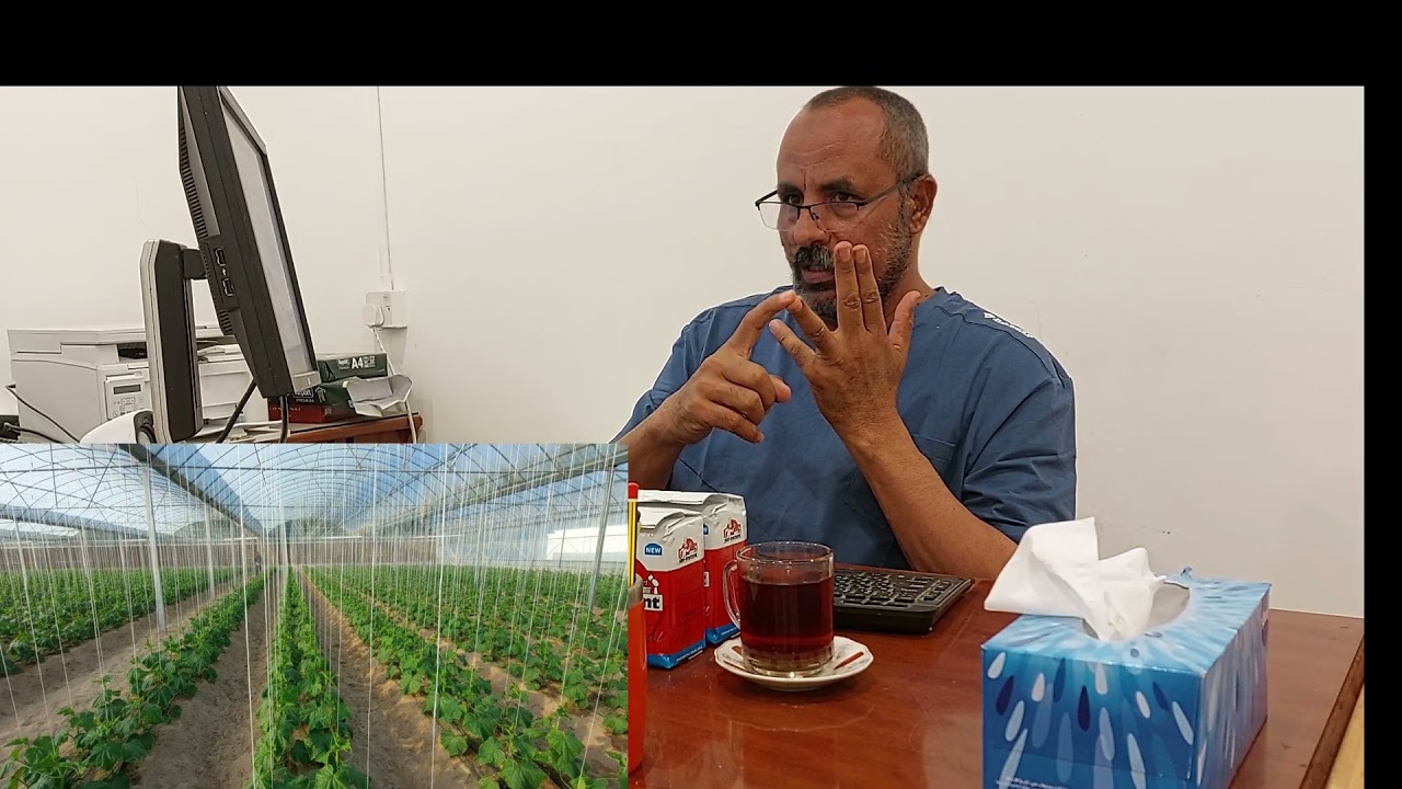 التسميد بالخميرة بين المؤيد والمعارض.. معكم وتجربة خاصة.. على تسميد ورش الخميرة على  الخيار والبطاطس