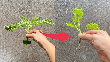 #26 Cách trồng cải xoăn Kale từ cành - Trồng cải xoăn Kale tại nhà | Rooftop Garden