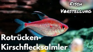 Rotrücken-Kirschflecksalmler - Hyphessobrycon pyrrhonotus | Liquid Nature Fisch Vorstellung by Liquid Nature 6,601 views 3 months ago 5 minutes, 38 seconds