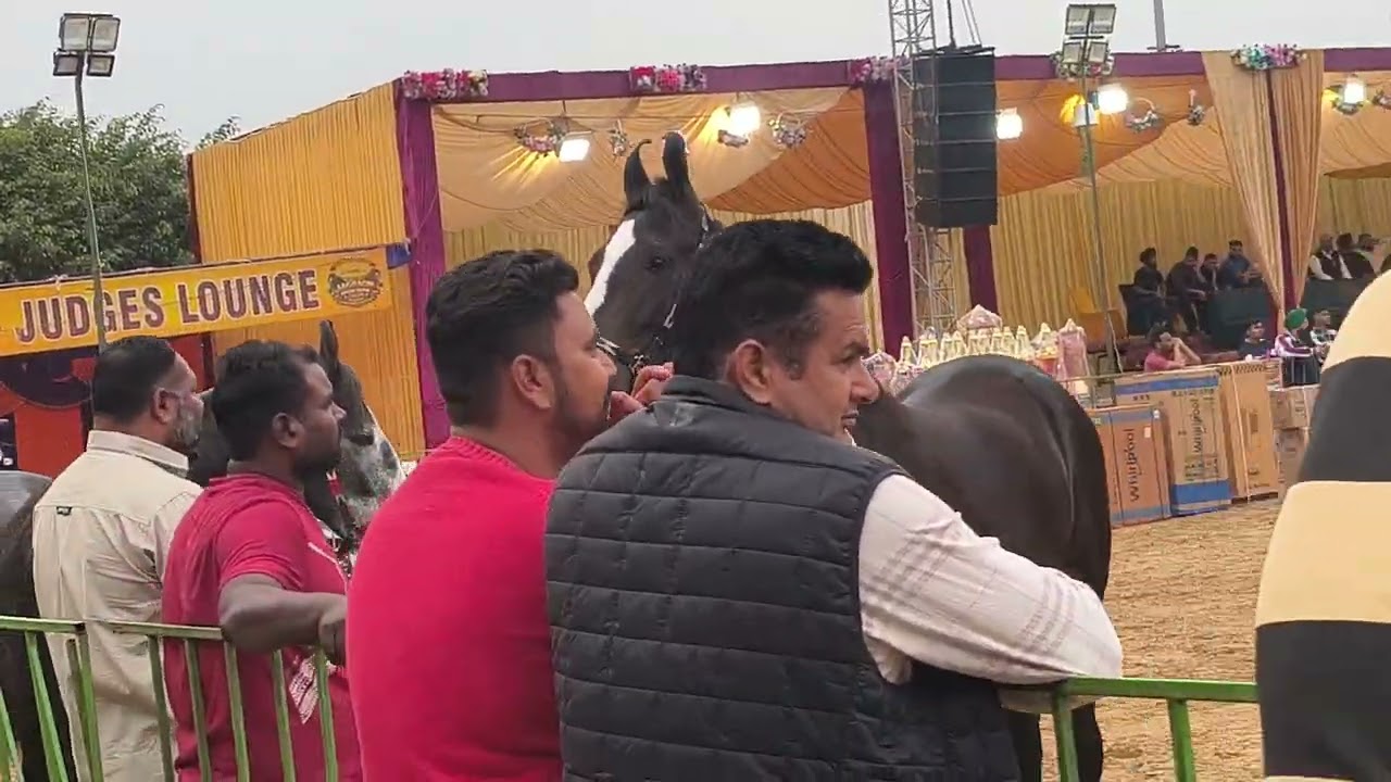 ਨਾਨਕਸਰ ਕਲੇਰਾਂ ਘੋੜਿਆਂ ਦਾ ਸ਼ੋ 17/2/2026