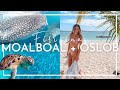 🐠 MOALBOAL Y OSLOB 🦈 | Nadando con el Tiburón ballena, banco de sardinas, Kawasan Falls