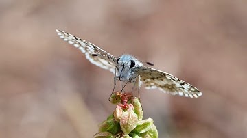 ما تيسر من سورة الجاثية للقارئ : احمد عادل | وجئناكم بالحق