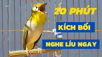 Luyện Giọng - Ép Giọng Khuyên Líu Choè Hiệu Quả 100% Sau Một Tháng Cho Vành Khuyên Non