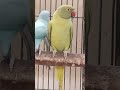 Butter and blue ringneck