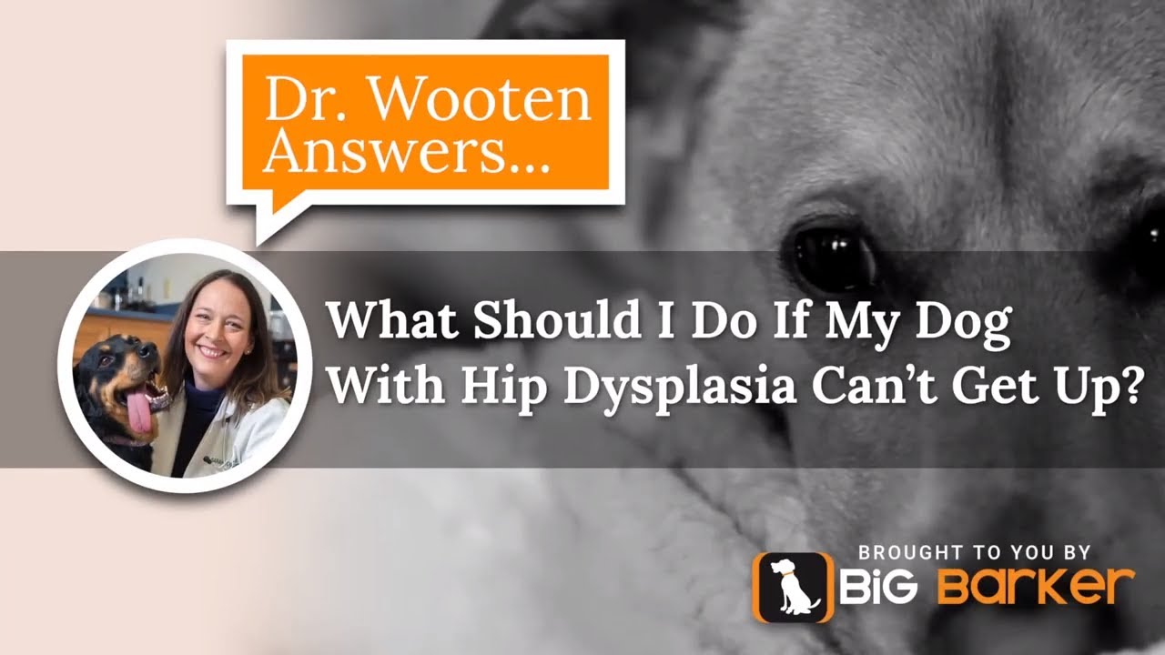 What Should I Do If My Dog With Hip Dysplasia Can'T Get Up? | Dr. Wooten Answers...