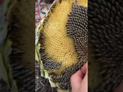 آخرین گل آفتابگردون باغچه خونمون گل آفتابگردون خونه
