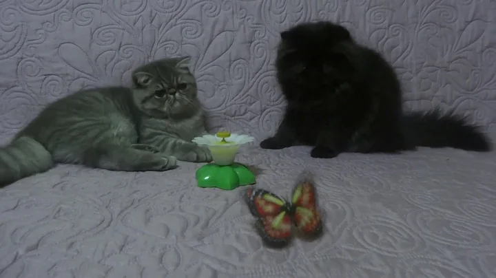 Video 1240581: exotic shorthair persian, exotic shorthair girl, exotic shorthair boy, silver exotic shorthair, exotic shorthair black, exotic shorthair blue, cattery