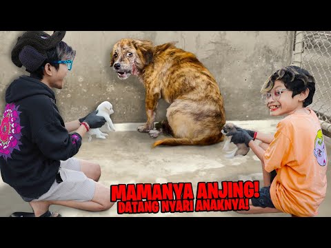 DRAMA IBU ANJING DATANG NYARI ANAKNYA YG DI BUANG! SEDIH LIAT KONDISINYA, BOCIL SAMPE NANGIS!!!