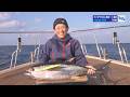 我ら海遊人 足摺岬沖のキハダマグロ
