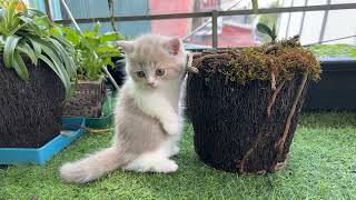 Kittens learn to stand on their hind legs.