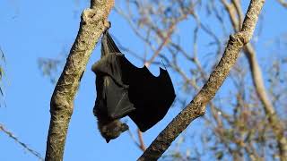 Australian Native Fruit Bat at Camelia Gardens.