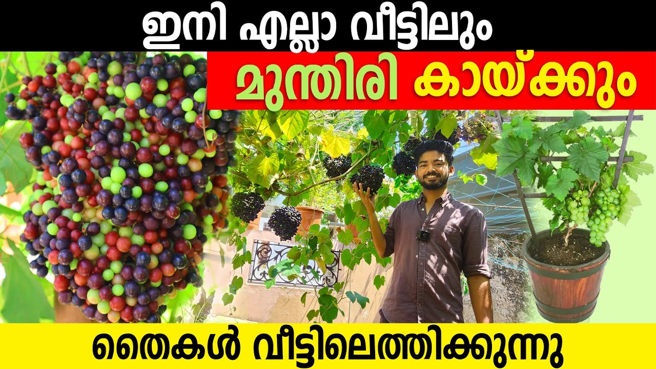 ഇനി എല്ലാ വീട്ടിലും മുന്തിരി കായ്ക്കും | തൈകൾ വാങ്ങാൻ ജന പ്രവാഹം | cambodian wild grape 🍇🍇 plants